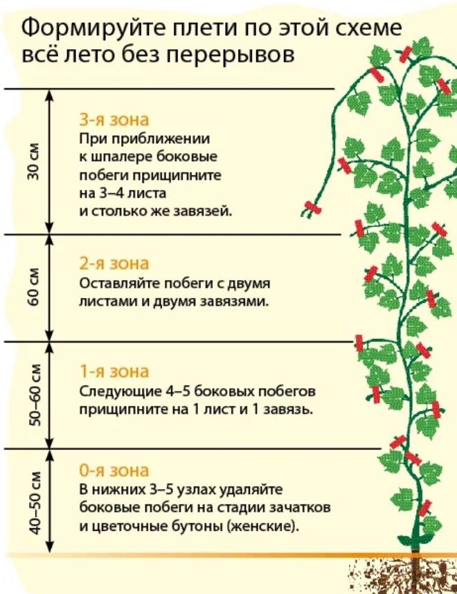 Какие пасынки обрывать у огурцов в теплице