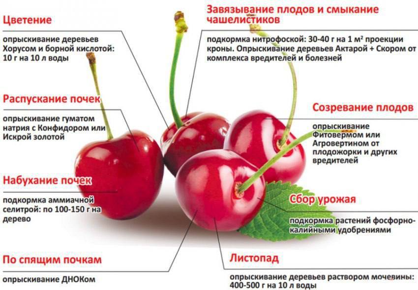 Чем подкормить черешню в июне. Чем подкормить черешню в июне