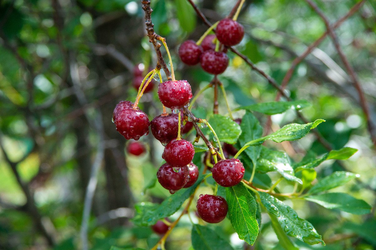 Приснилось дерево с вишней. Во сне видеть дерево вишни. Во сне видеть дерево вишни. Во сне видеть дерево вишни. Черевишня куст.
