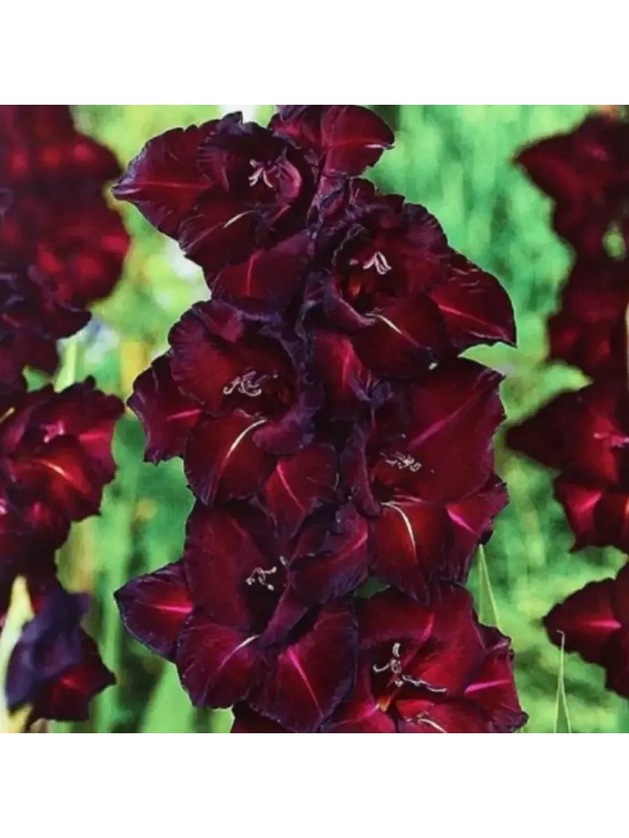 Черный гладиолус цветок