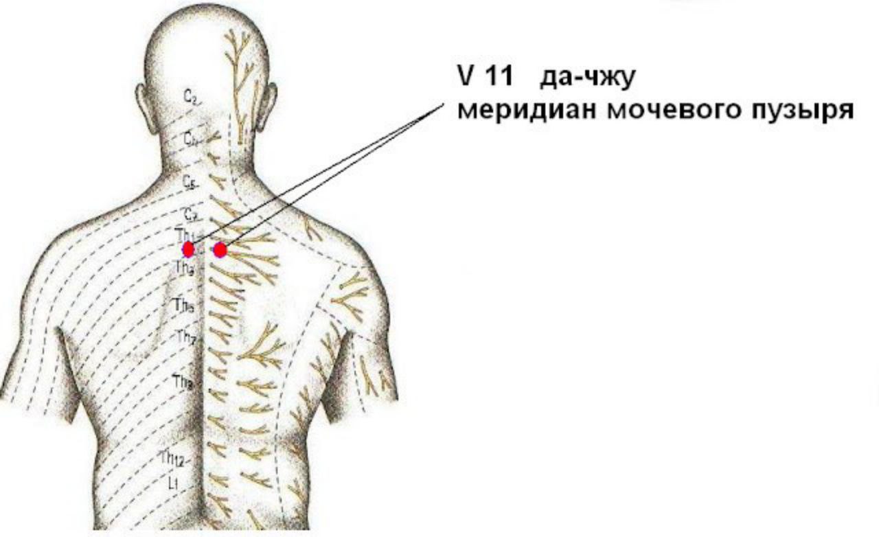 Пятой точке. Да Чжу точка акупунктуры. Точка v 11. Точка v11 расположение. Точка v11 акупунктуры.