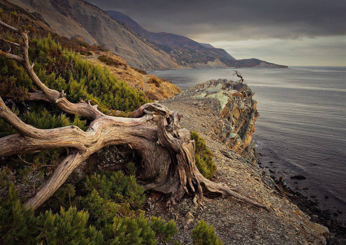 Заповедник большой утриш. Утриш заповедник сайт. Заповедник большой утриш. Можжевеловый заповедник утриш. Можжевелово фисташковый лес утриш.